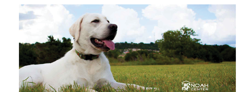 Northwest Organization for Animal Help