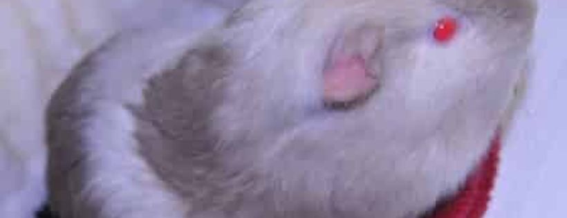 Chuffnut Cavies