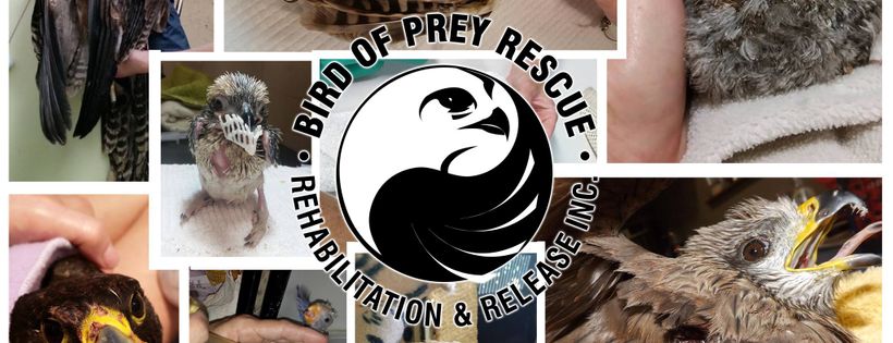 Bird of Prey Rescue, Rehabilitation & Release Inc