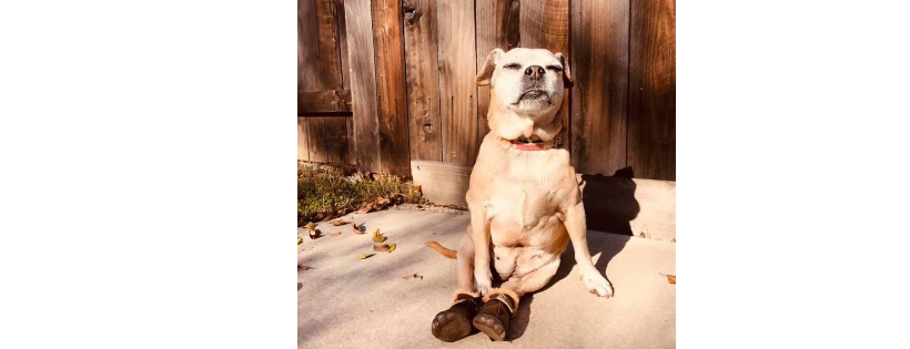 NorCal Bully Breed Rescue