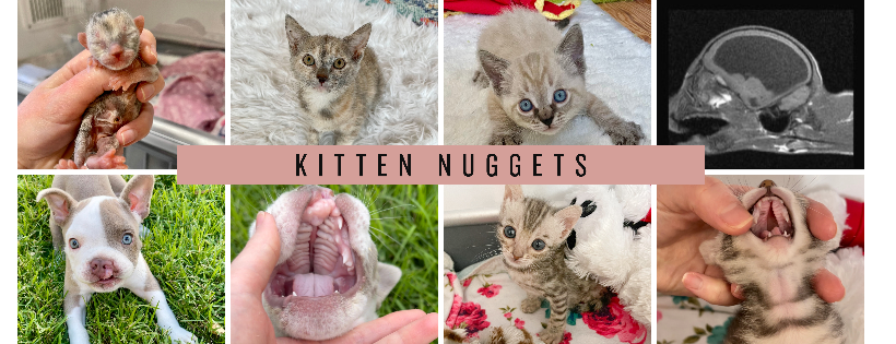 Kitten Nuggets
