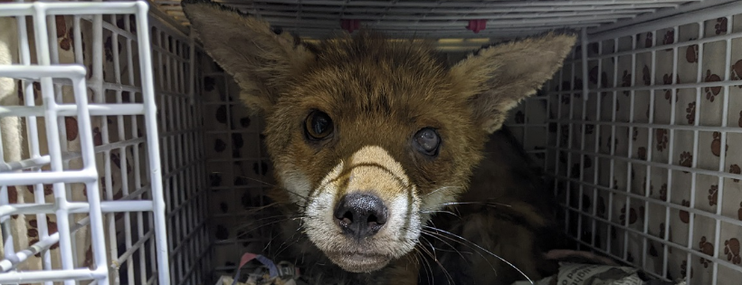 The Fox Rescuers