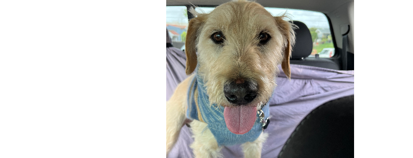 Pokie&Friends Rescue