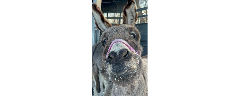Safe the Brays Donkey Rescue