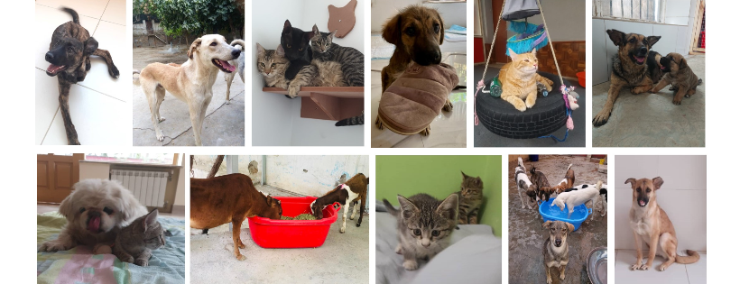 Kabul Small Animal Rescue
