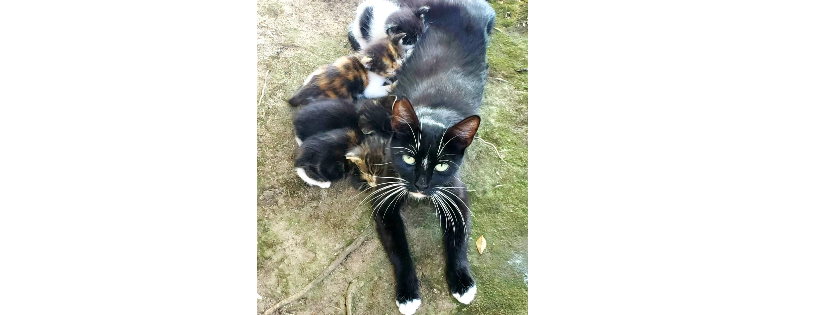Fresno TNR