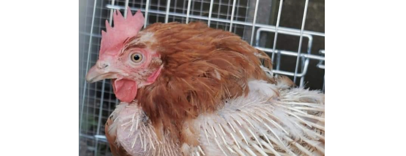 Give a Hen a Home C.I.C