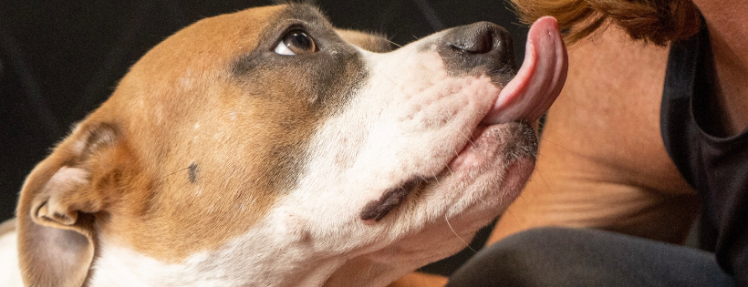 Guardians of Florida Animal Rescue