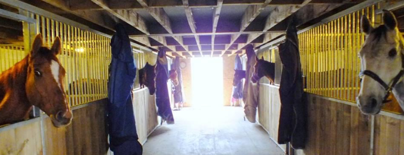 Racehorse Rescue Centre