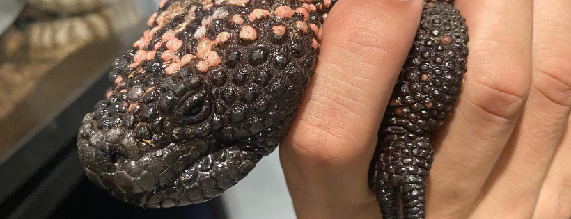 Southern Idaho Reptile Rescue
