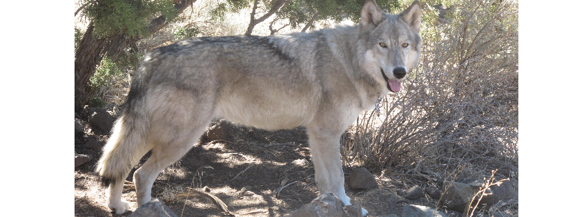 United States Wolf Refuge