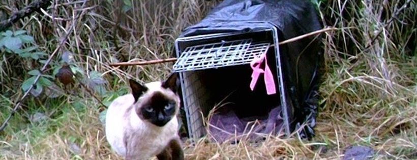 Cat Advocates Teaching & Saving Society