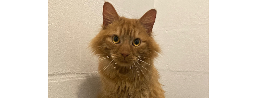 RSPCA East Norfolk