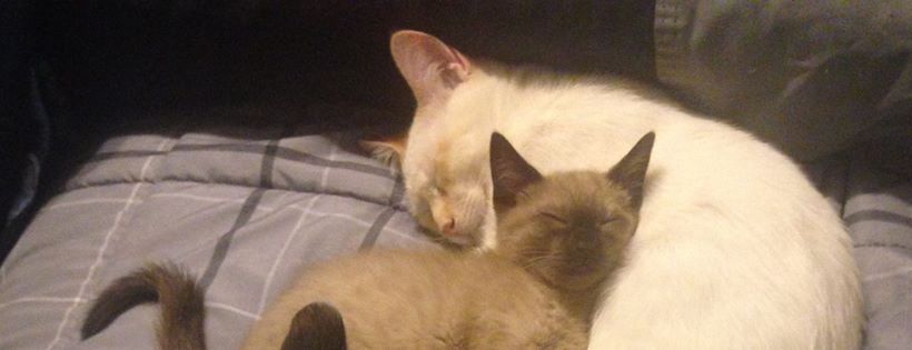 Purrfect Angels Animal Rescue