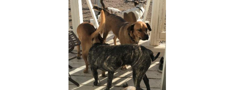 San Nicola Dog Rescue & Sanctuary