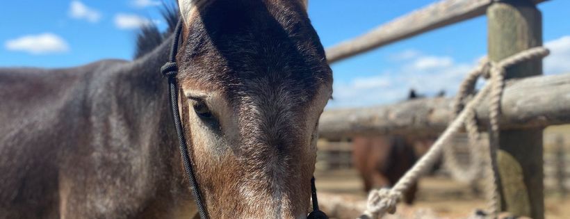 Montana Mustang Connection and Rescue