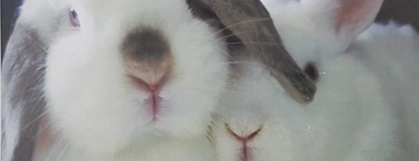 Rabbit Track Trail Rescue