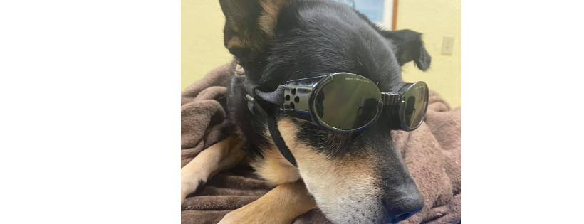 Second Chances Pet Rehab and Sanctuary