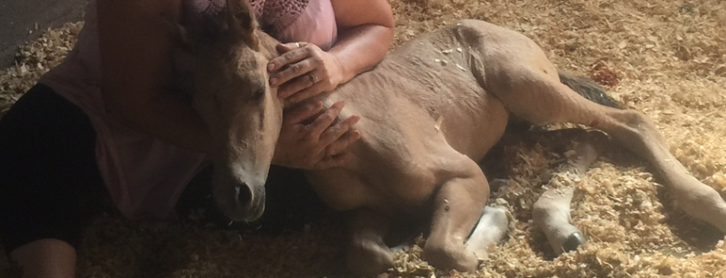 Rocky’s Horse Rescue and Rehabilitation
