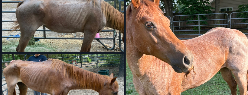 North East Texas Wild Tribe Rescue Inc.