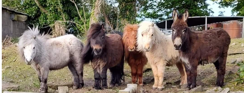 Equine welfare network (Equine Halfway House pony rescue and refuge)