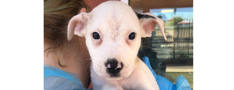 San Antonio Pets Alive!