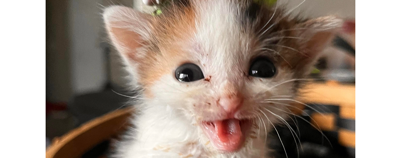 Nine Lives Kitty Rescue