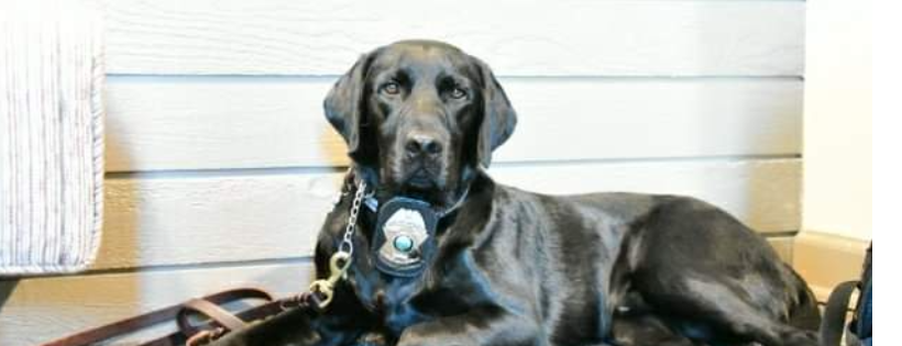 K9's For Freedom & Independence
