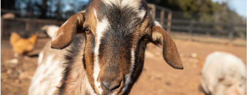 Feel Better Farm Equine and Farm Animal Rescue