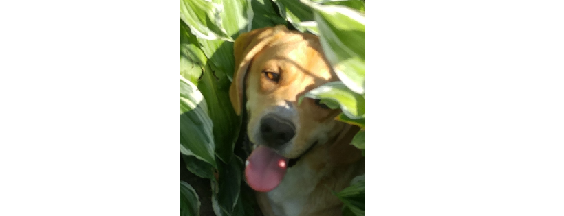 Sugarfoot Farm Rescue