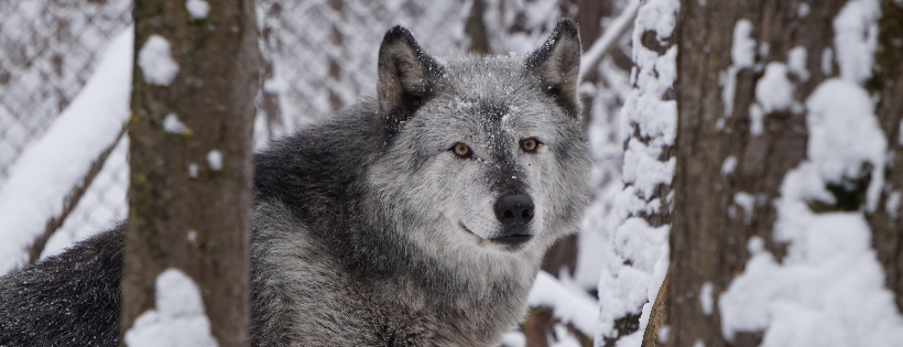 Bear Creek Exotic Wildlife Sanctuary Inc.
