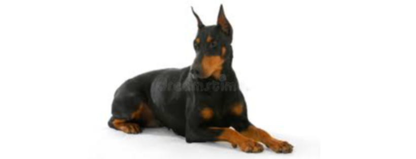 Doberman Rescue Foundation Canada