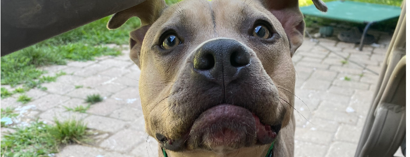 Serenity Canine Advocacy Rescue & Rehab