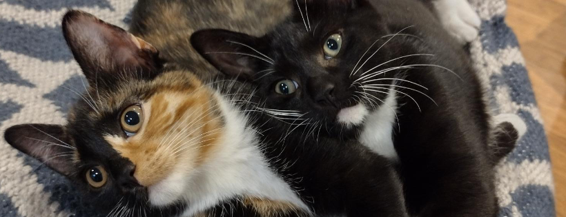 RSPCA Bedfordshire North Branch
