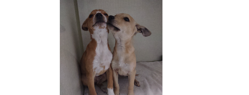 Voice for Animals Rescue and Sanctuary