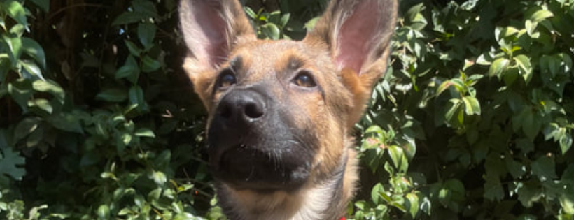 El Dorado County German Shepherd Rescue
