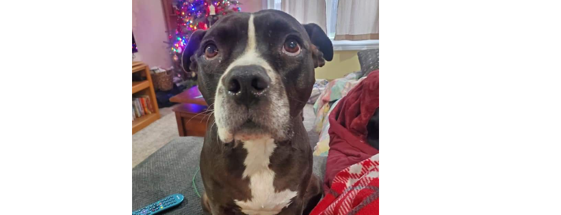 Tuff Dawgs Rescue