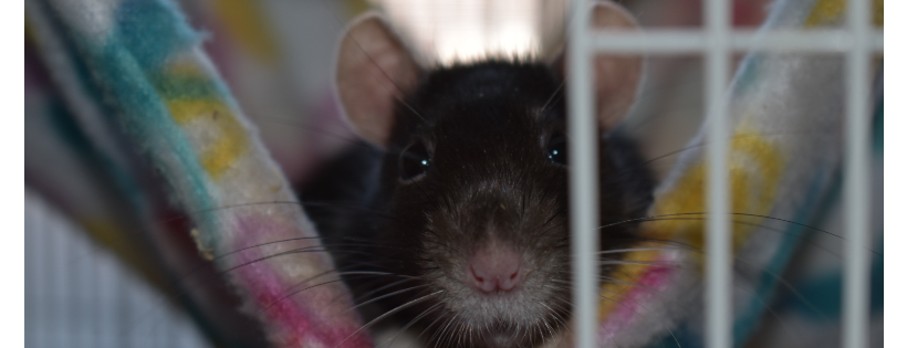 Ottawa Pocket Pet Rescue
