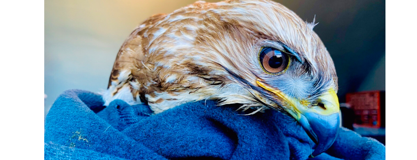 Blue Highlands Bird Rescue
