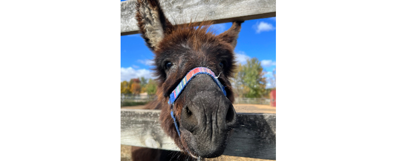 Safe the Brays Donkey Rescue