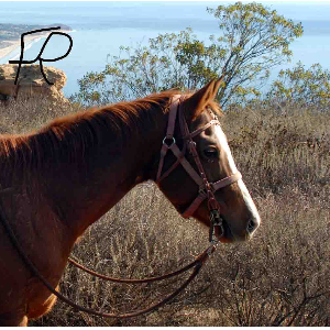 Fahnestock Ranch Logo