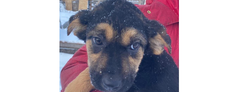 Lets Save The Strays International LLC