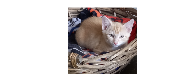 Morrinsville Cat Rescue Trust
