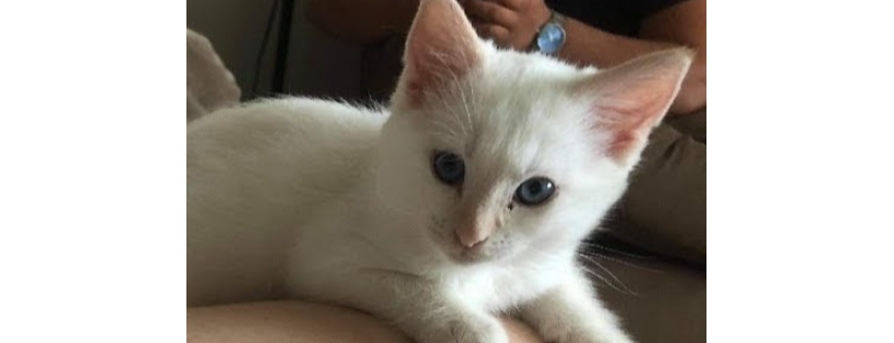 Boundary Helping Hands Feline Rescue Society