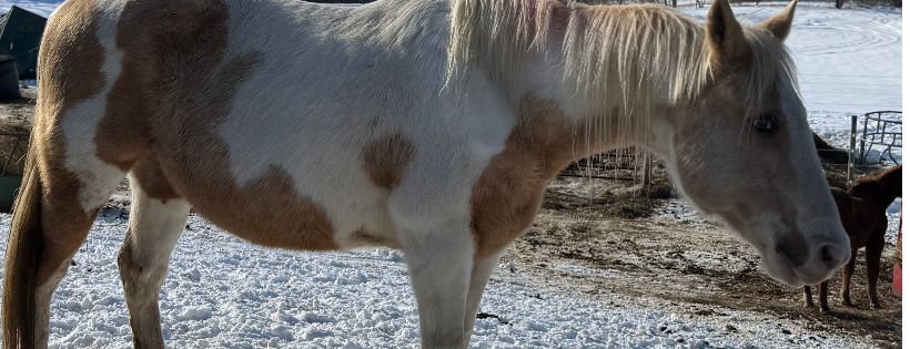 D&B Verbeek Horse Rescue and Sanctuary