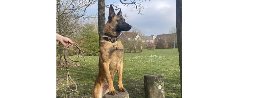 Malinois and Dutch Herder Rescue Rehab Rehome