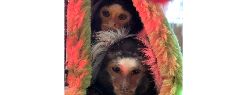 The Little Zoo