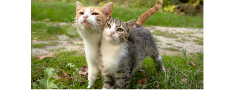 Catspan Ferals Registered Charity