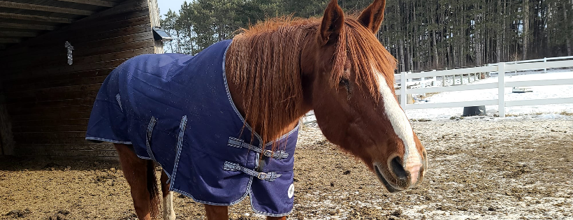 Serenity Horse Rescue Inc