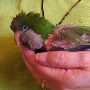 Flying Hope Companion Bird Rescue&Re-home